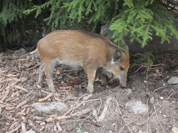 Kuvan villisika liittyy tapaukseen hyvin etäisesti.